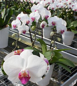 観葉植物、鉢花、切り花の花情報、卸売り ひめじせいか（姫路生花卸売市場） » Blog Archive » 胡蝶蘭専門農園「蘭工房」様 品種紹介